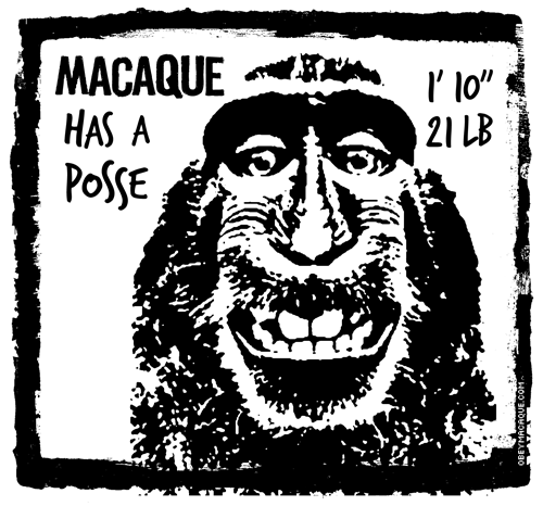 MACAQUE HAS A POSSE